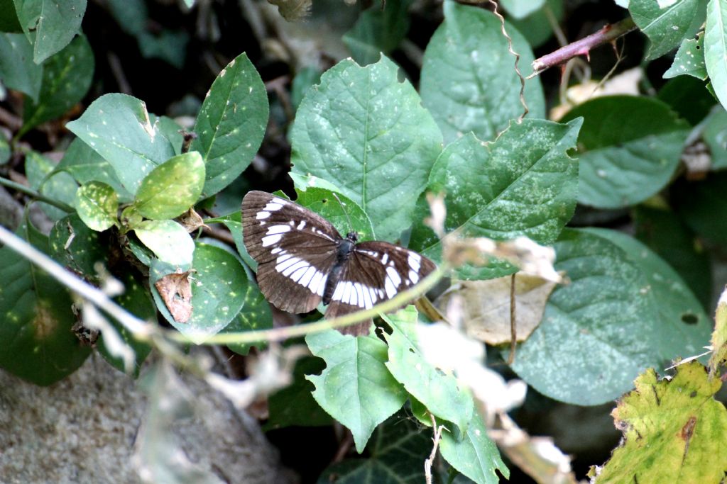 Neptis rivularis? S